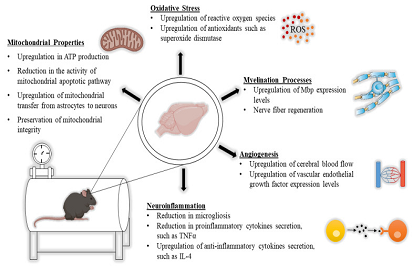HBOT ב נוירולוגיות מחלות: מולקולרי מועיל והשפעות טיפוליות